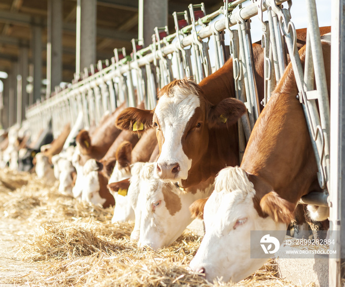 Cows eating hay in cowshed