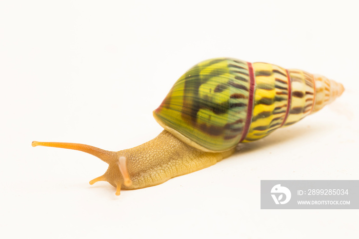 arboreal pulmonate land snail Amphidromus palaceus isolated on white background