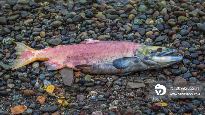 Dead salmon fish on the beach in Alaska