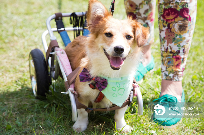 Happy paralyzed dog