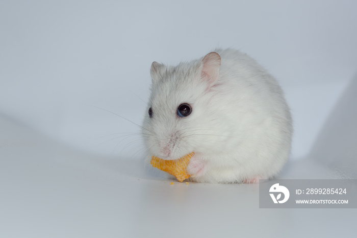 Winter white hamster eat cornflakes