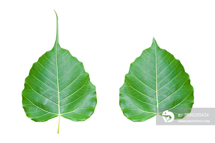 Isolated ficus religiosa leaf with clipping paths.