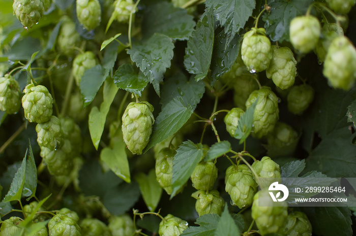 Green fresh hop cones for making beer and bread in the summer on hops field