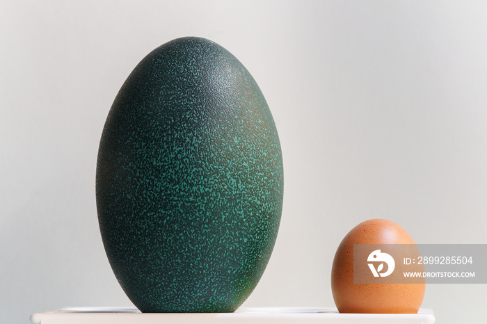 Large emu eggs and matching the size and scale to an ordinary hen’s egg