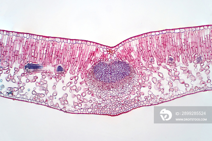 Cross section leaf of plant under the light microscope view.