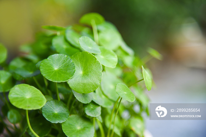 Centella asiatica leaves green nature leaf medical herb in the garden / Asiatic Pennywort