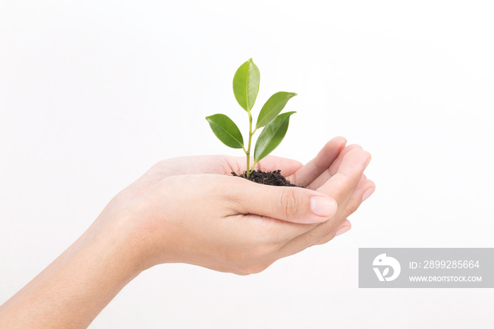 Hand holding seedling on white background,Ecology concept