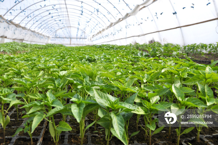 Growing sweet pepper seedlings in a greenhouse made of polycarbonate