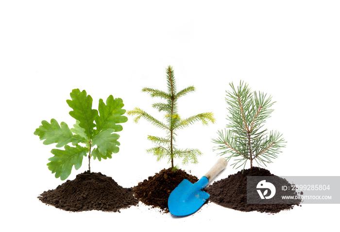 Reforestation background. Different small trees oak, spruce and pine tree in a pile of dirt with small gardening shovel, isolated on white background. New life in nature concept.