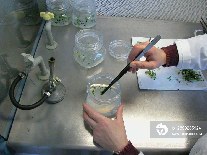 Activities in a micropropagation laboratory