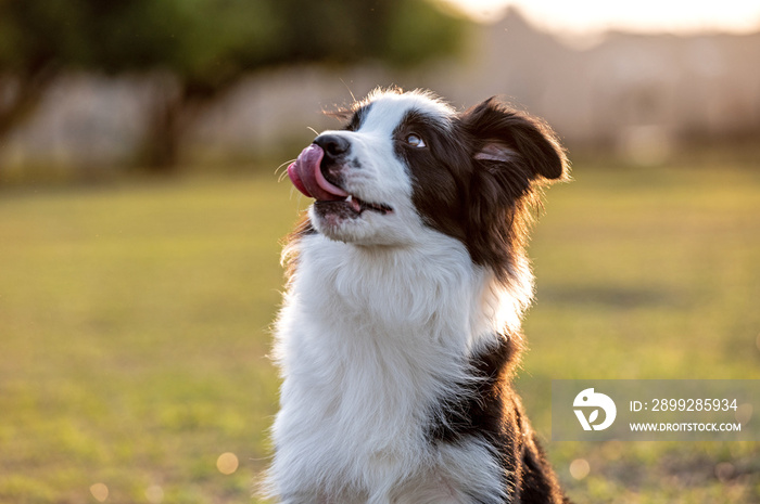 Black and white Border Collie dog looking up licking the face on the grass in the park during golden hour
