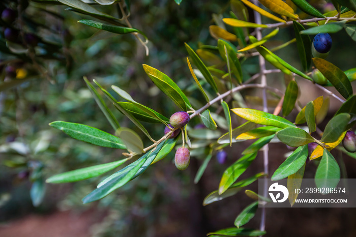 Famous Taggiasca olives from Liguria,  Italy