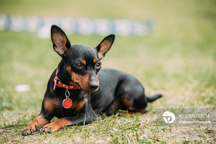 Black Miniature Pinscher Zwergpinscher, Min Pin Sitting On Green Grass