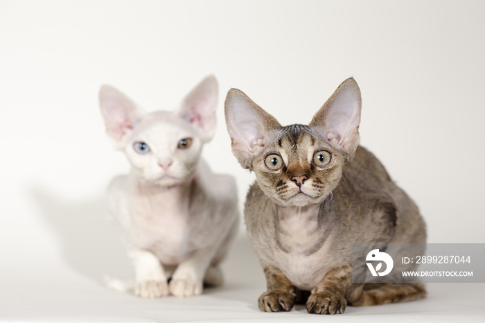 Devon Rex Kittens