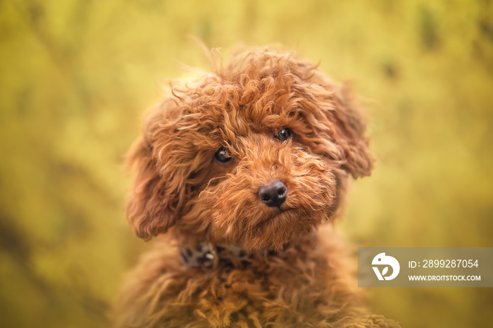 Portrait of a red poodle puppy on a yellow background, warm colors, close up