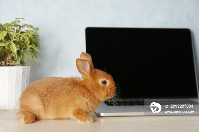 Cute red bunny sitting near laptop