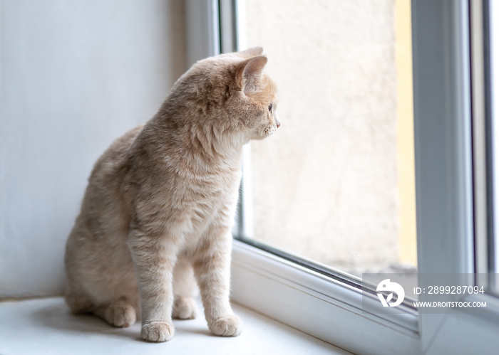 A cute kitten sits on the windowsill and looks out the window.