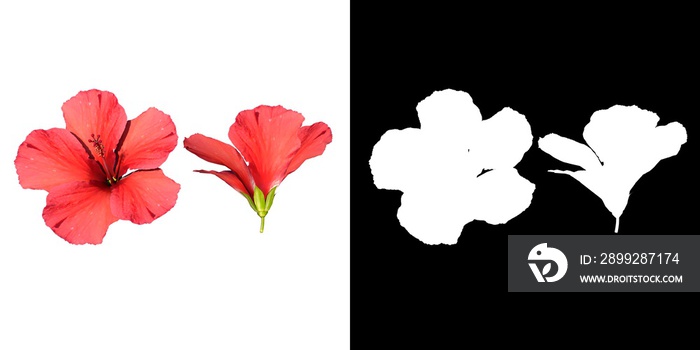 Front view of Plant Flower (Hibiscus 1) Tree png with alpha channel to cutout made with 3D render