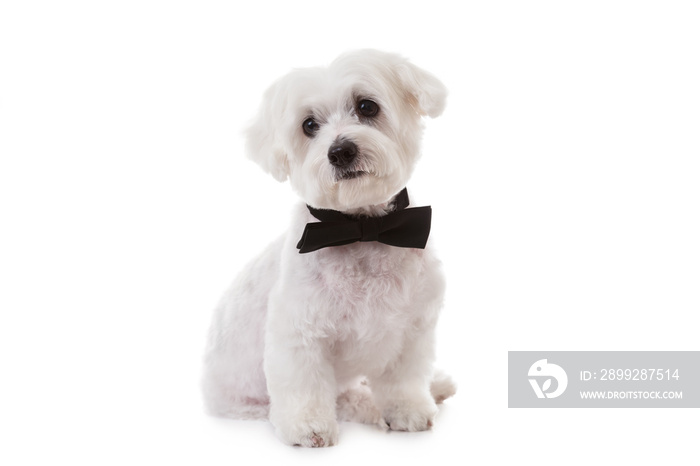 studio shot of cute maltese dog in bow tie, isolated 