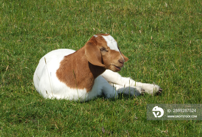 baby boer goat sat in a field surrounded by grass in spring time