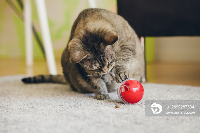 Active playful mature cat is sitting on the carpet and playing with slow feeder toy - red color ball dispenser that slowly feeds the kitty and satisfies cat’s inherent need to hunt. Lifestyle photo