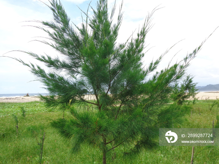 Small green Sheoaks (Casuarinaceae) with natural background