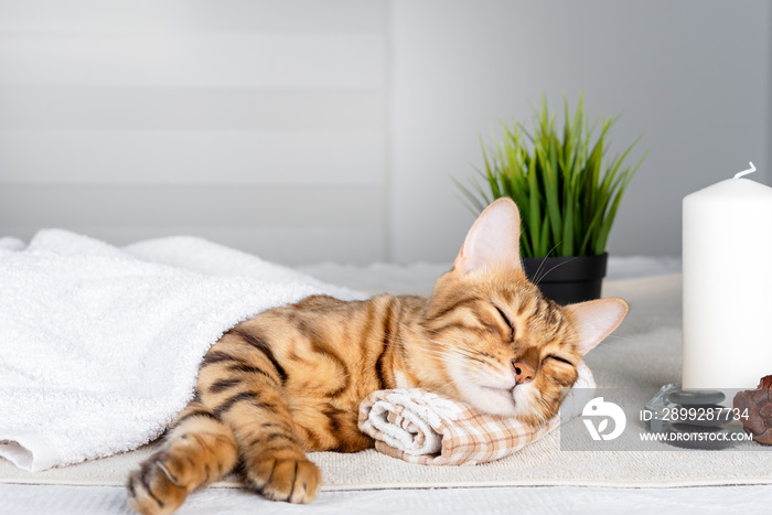 The cat is resting by resting its head on a towel on the massage table during a spa procedure