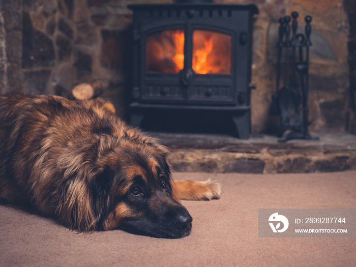 Dog relaxing by the fire