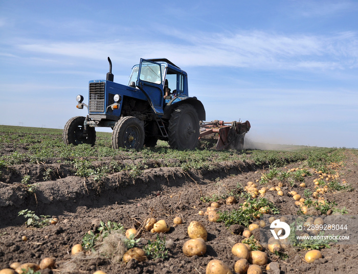 On the farm’s field the tractor digs potatoes