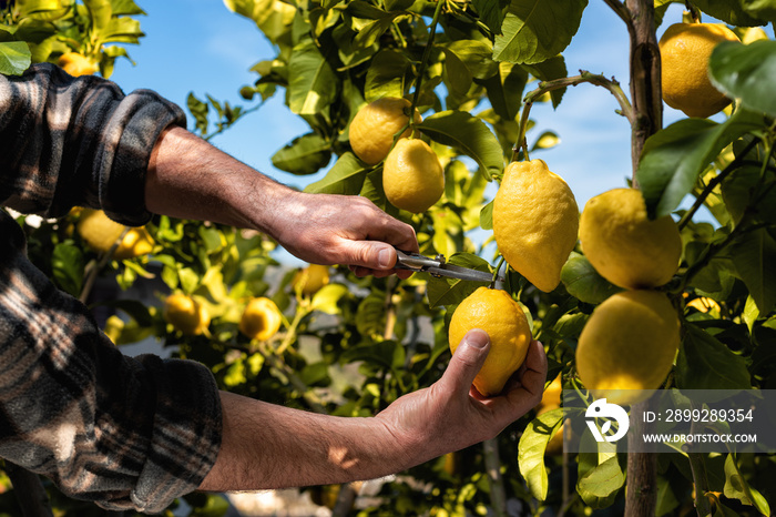 Close-up of the hands of the farmer who harvest the lemons in the citrus grove with scissors. Traditional agriculture.