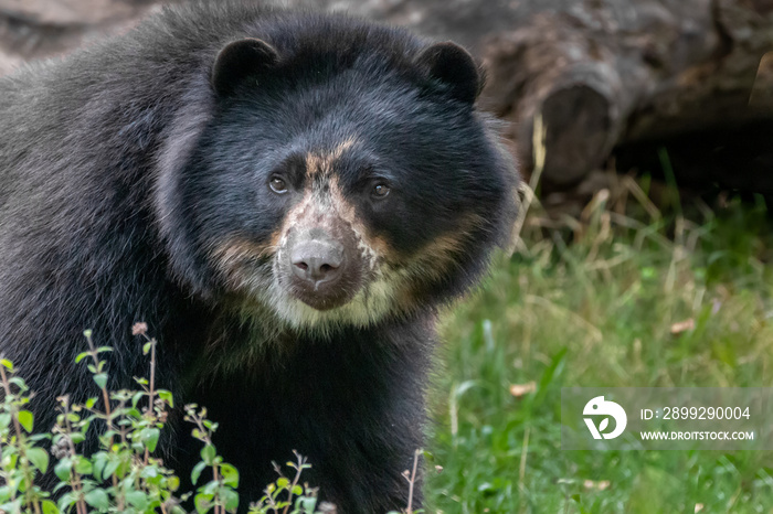 a bear in an open field