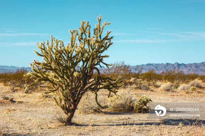 Cholla cactus  in Mojave Desert , California, United States.