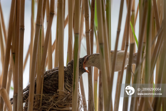 The great reed warbler (Acrocephalus arundinaceus) is feeding the young of the common cuckoo (Cuculus canorus) in the nest in reeds.