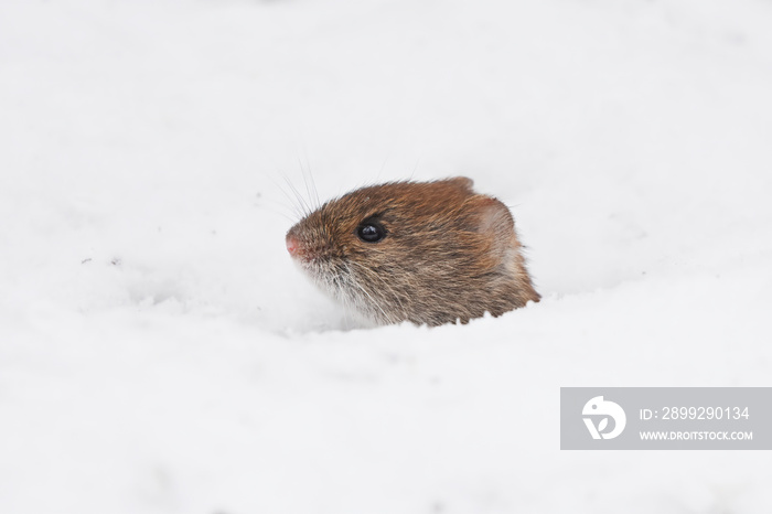 Bank vole (Myodes glareolus) peeking from the snow.