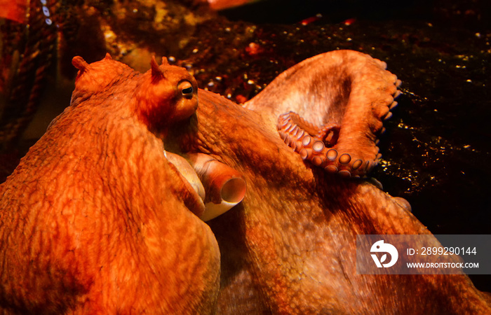 Octopus swimming fish tank underwater aquarium