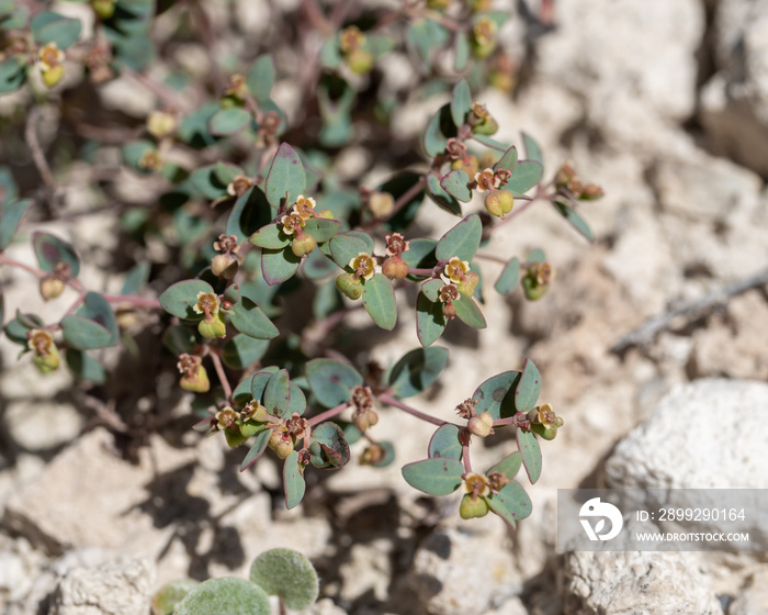 Fendler’s Sandmat (Chamaesyce fendleri) in the Euphorbia family (Euphorbiaceae)