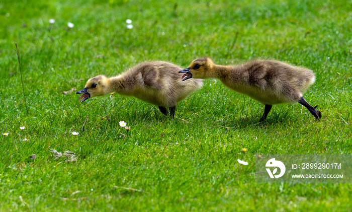 Two cute gosling are chasing each other on the sprint meadow