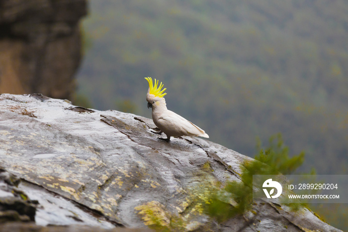 Wild cockatoo in the Blue Mountains