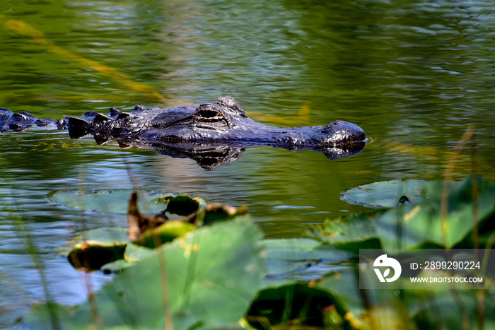 florida alligator