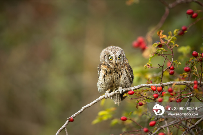 Eurasian scops owl (Otus scops) - Small scops owl on a branch in autumnal forest