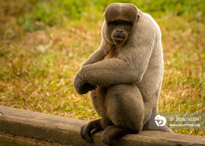 woolly monkey amazon brazil