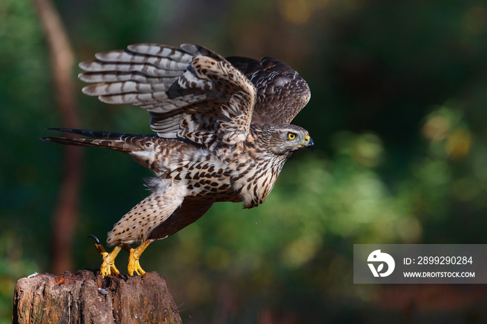 Take off of a juvenile northern goshawk in the forest in the Netherlands