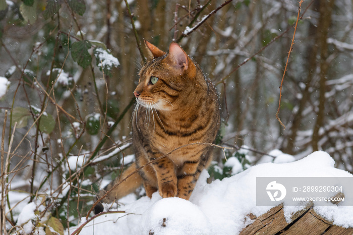 Observer cat in the snow