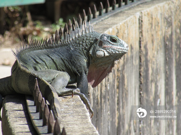 caribbean iguana