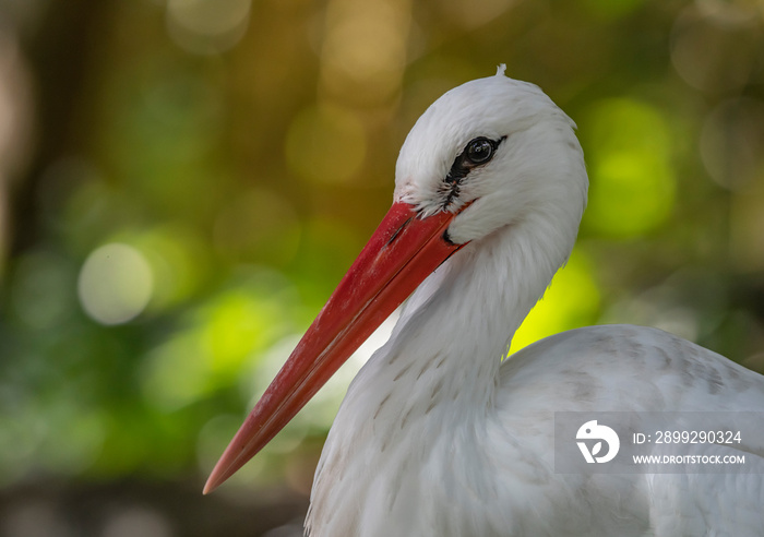 white stork ciconia