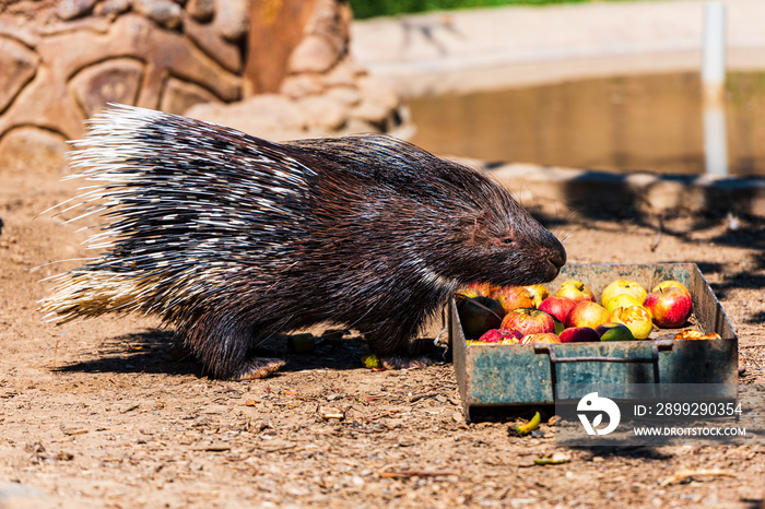 Porcupine eating fruit