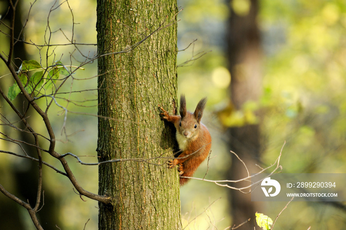 European red squirrel