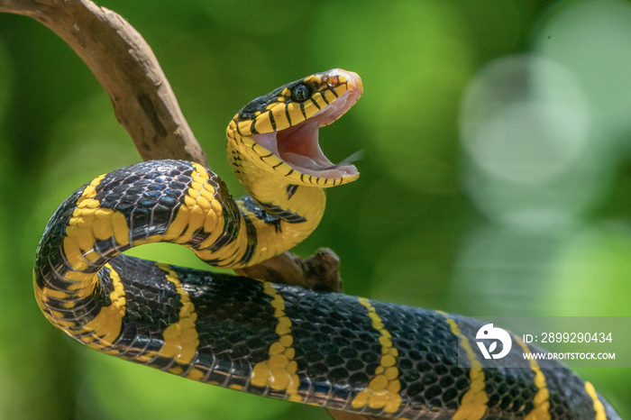 Angry mangrove cat snake Boiga dendrophila opens its mouth on a branch
