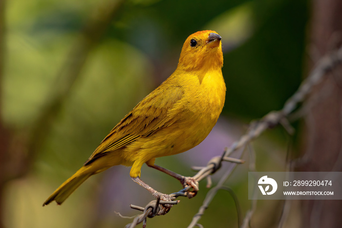 Saffron Finch Bird