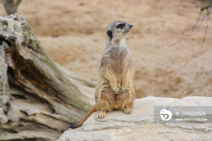 meerkat at the Wilhelma zoo in Stuttgart, South of Germany